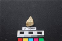 藏品(錛鑿形器)的圖片