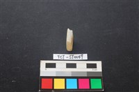 藏品(錛鑿形器)的圖片