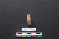 藏品(錛鑿形器)的圖片