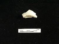 藏品(瓷碗)的圖片