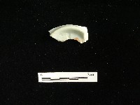 藏品(瓷碗)的圖片