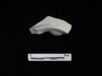 藏品(瓷盤)的圖片