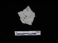 藏品(瓷盤)的圖片