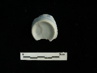 藏品(瓷杯)的圖片