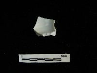 藏品(瓷杯)的圖片