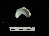 藏品(瓷杯)的圖片