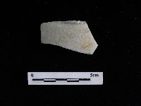 藏品(瓷片)的圖片