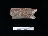 藏品(陶片)的圖片