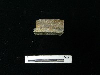 藏品(陶片)的圖片