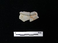 藏品(陶片)的圖片