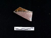 藏品(陶片)的圖片