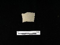 藏品(陶片)的圖片