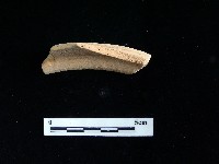 藏品(陶片)的圖片