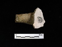 藏品(壺嘴)的圖片