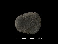 藏品(網墜)的圖片