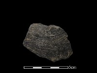 藏品(陶片)的圖片