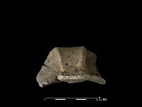 藏品(陶耳)的圖片