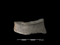 藏品(陶片)的圖片