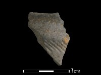 藏品(陶片)的圖片