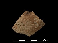 藏品(陶片)的圖片