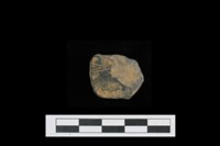 藏品(陶片)的圖片