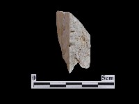 藏品(錛鑿形器)的圖片