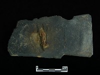 藏品(戈形器)的圖片