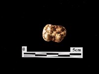 藏品(石材)的圖片