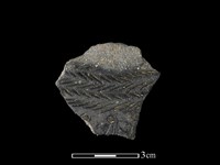 藏品(陶片)的圖片