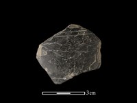 藏品(陶片)的圖片