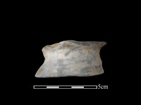 藏品(陶罐)的圖片