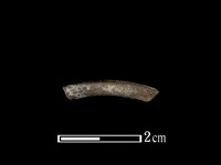 藏品(陶環)的圖片