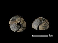 藏品(紡輪)的圖片