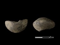 藏品(紡輪)的圖片