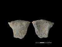 藏品(陶片)的圖片