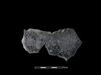 藏品(陶片)的圖片