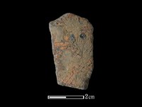 藏品(陶片)的圖片