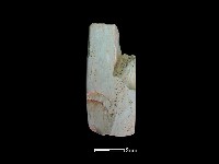 藏品(錛鑿形器)的圖片