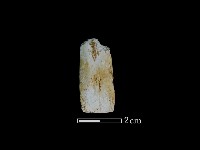 藏品(矛鏃形器)的圖片