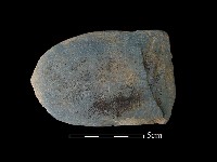 藏品(石鏟)的圖片