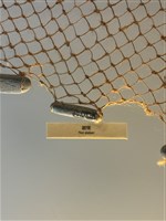 藏品(網墜)的圖片