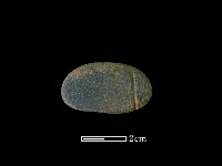 藏品(網墜)的圖片