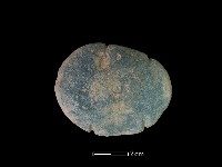 藏品(網墜)的圖片