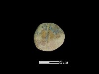 藏品(網墜)的圖片