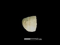 藏品(網墜)的圖片