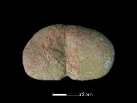 藏品(網墜)的圖片