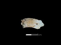 藏品(玉玦)的圖片