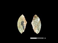 藏品(環核)的圖片