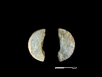 藏品(環核)的圖片