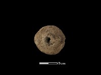 藏品(獸骨)的圖片